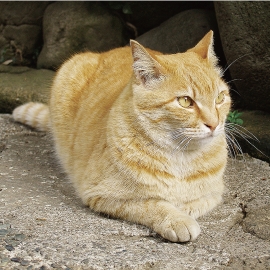 猫1.psd